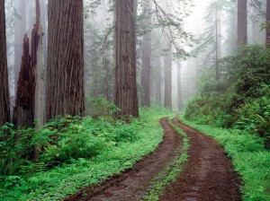 Forest_Road_Redwood_National_Park_California-nipunscorp